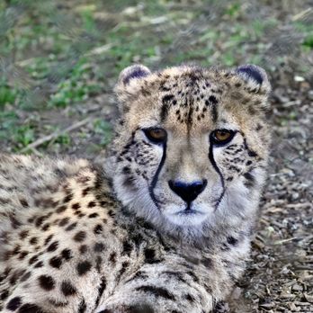 Wildlife Safari - Cheetah - Zoos Near Me - Winston, Oregon Wildlife Safari - Cheetah - Zoos Near Me - Winston, Oregon