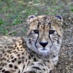 Wildlife Safari - Cheetah