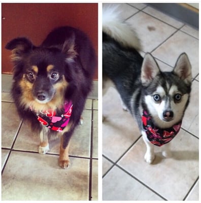 kelly's pet grooming