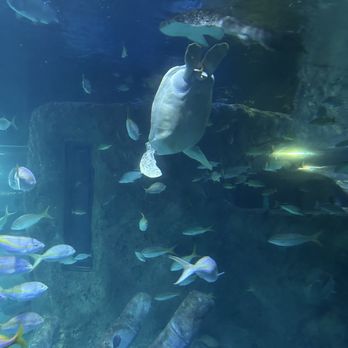 Sea Life - Aquariums Near Me - Orlando, Florida Sea Life - Aquariums Near Me - Orlando, Florida