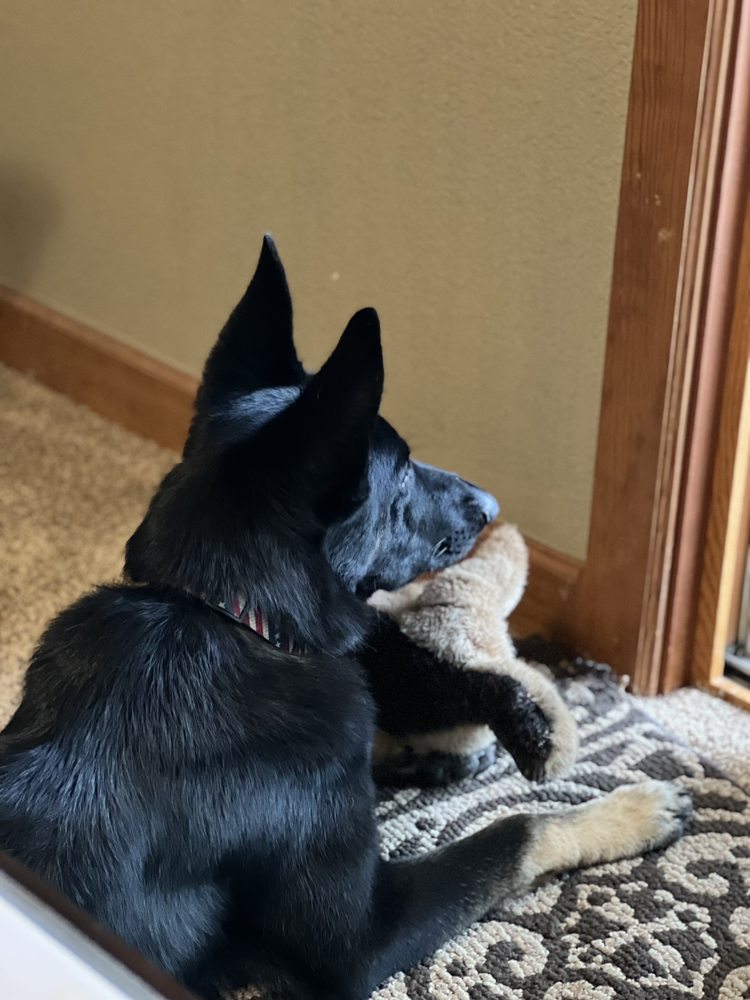 ESCALON SMALL ANIMAL CLINIC Updated August 2024 19 Photos & 53