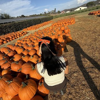 Bates Nut Farm - Medium size pumpkins - Specialty Food Near Me - Valley Center, California