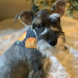 glitz n glam pet spa