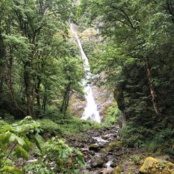 Flood Falls - Flood falls
