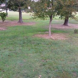 This is after his tree removal The yard looks 100% nicer, not to mention possible storm damage from trees.