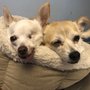 Photo of Comfy Dog Club