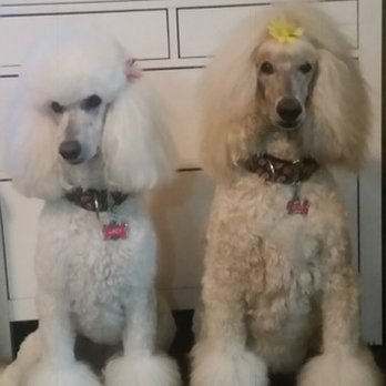 PetSmart - Lacy and Josie - beautifully groomed by Katy and Noel at Fontana PetSmart. - Pet Stores Near Me - Fontana, California PetSmart - Lacy and Josie - beautifully groomed by Katy and Noel at Fontana PetSmart. - Pet Stores Near Me - Fontana, California