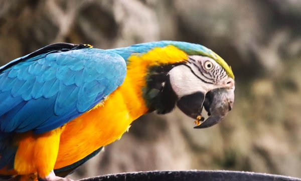 Central Park Zoo by null