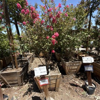 Star Nursery - On sale - Nurseries & Gardening Near Me - Las Vegas, Nevada Star Nursery - On sale - Nurseries & Gardening Near Me - Las Vegas, Nevada