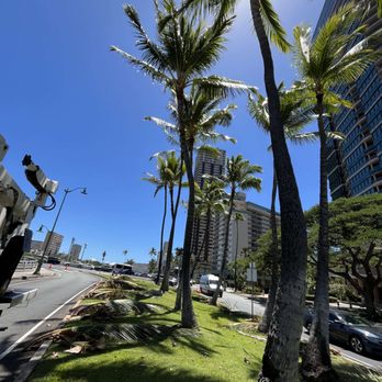 HTM Contractors - Tree Trimming Services In Hawaii - Tree Services Near Me - Honolulu, Hawaii HTM Contractors - Tree Trimming Services In Hawaii - Tree Services Near Me - Honolulu, Hawaii
