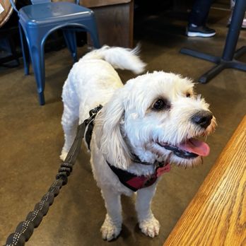 Crossroads Brewery - Dog Friendly Inside & Outside - Breweries Near Me - O'Fallon, Missouri