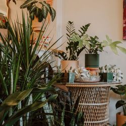 Jungle Cat Plant Shop