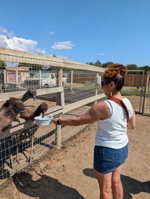 Ostrichland USA by null