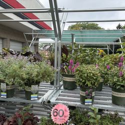 Olson's Ace Hardware - Premium catmint, salvia/sage, etc. for an unbeatable price at the end of the season.