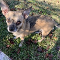 Harper's Animal Clinic - Rosita