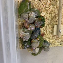 Green cheek conure babies Green cheek conure babies