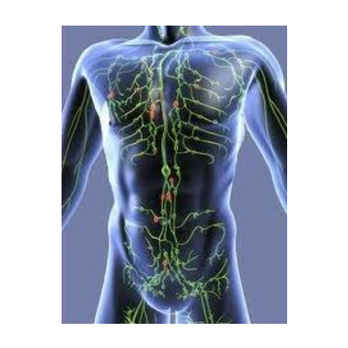 NM Wellness Lymphatics & Rehabilitation - The Lymphatic System - our "garbage disposal" - Rehabilitation Center Near Me NM Wellness Lymphatics & Rehabilitation - The Lymphatic System - our "garbage disposal" - Rehabilitation Center Near Me