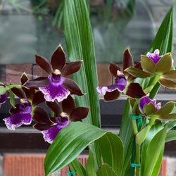 Oakleaf Flower & Garden