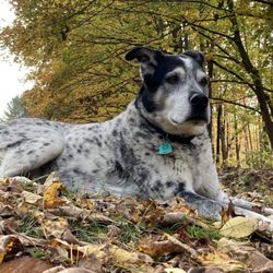 In the Comfort of Home - Guinness the Great