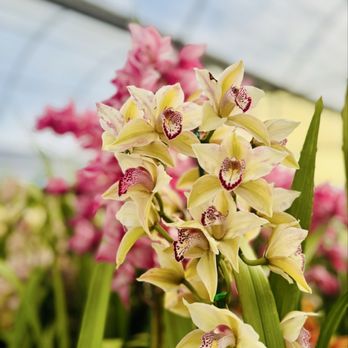 The Flower Fields - Venues & Event Spaces Near Me - Carlsbad, California