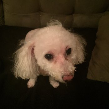 Chic Doggie - Horrible groomer!!! - Pet Groomers Near Me - Newark, New Jersey