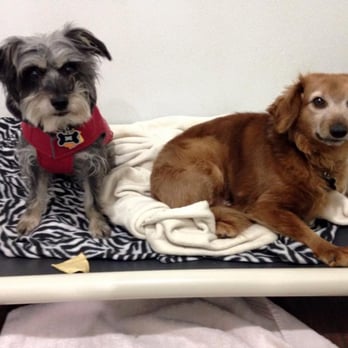 Wil-A-Lo Kennels - Raised ergonomic beds for guests is included. - Pet Training Near Me - Des Moines, Iowa Wil-A-Lo Kennels - Raised ergonomic beds for guests is included. - Pet Training Near Me - Des Moines, Iowa