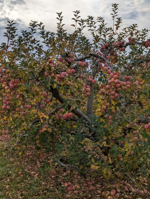 Marker-Miller Orchards by null