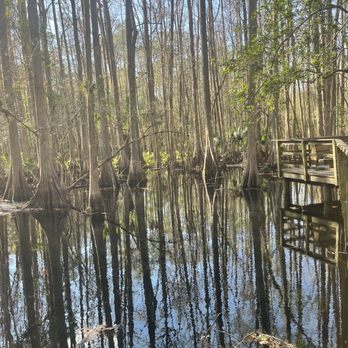 Highlands Hammock State Park - Lake - Parks Near Me - Sebring, Florida
