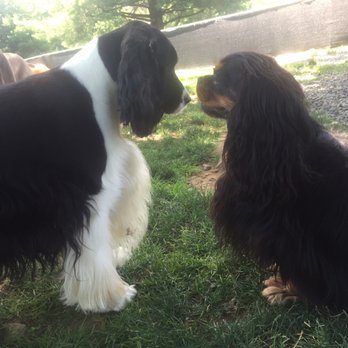 Tiki's Playhouse - Dog Walkers Near Me - Glenelg, Maryland