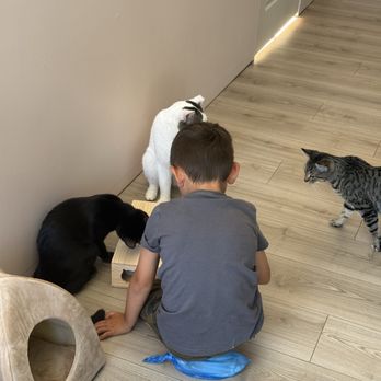 Whiskerwood Haven - Animal Shelters Near Me - San Francisco, California