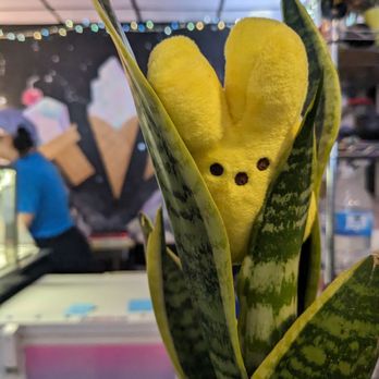 Sugar Spell Scoops - a snake plant in a pot - Vegan Near Me - Pittsburgh, Pennsylvania Sugar Spell Scoops - a snake plant in a pot - Vegan Near Me - Pittsburgh, Pennsylvania