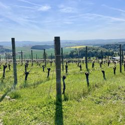 J Wrigley Vineyards - First Class Wines and Top of the World Views!