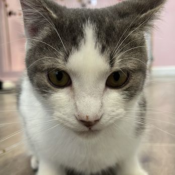Meow Maison - Ford - Themed Cafes Near Me - Washington, DC, District of Columbia