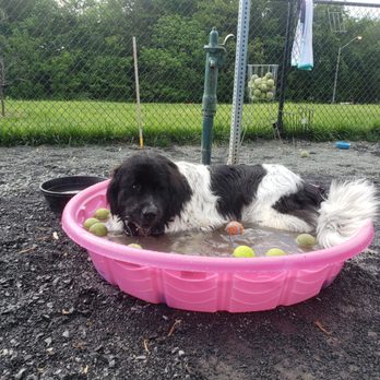Monticello Park - Dog Parks Near Me - Fairfax, Virginia Monticello Park - Dog Parks Near Me - Fairfax, Virginia