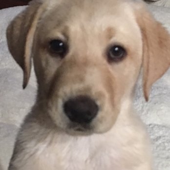 PetSmart - Marcus at 10-weeks at  11 lbs. - Pet Stores Near Me - Queen Creek, Arizona