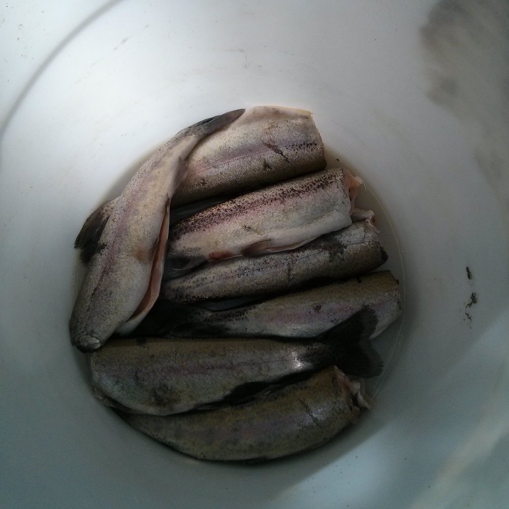North Fork Reservoir - Rainbow Trout - Boating Near Me - Estacada, Oregon North Fork Reservoir - Rainbow Trout - Boating Near Me - Estacada, Oregon