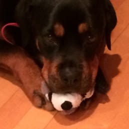 Happy girl with her toy! Happy girl with her toy!
