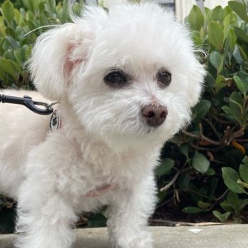 Spoiled Pooch - Dog Walkers Near Me - Los Angeles, California Spoiled Pooch - Dog Walkers Near Me - Los Angeles, California