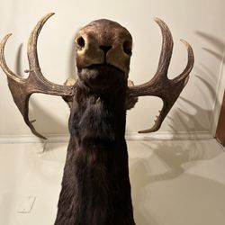 Moose Lodge