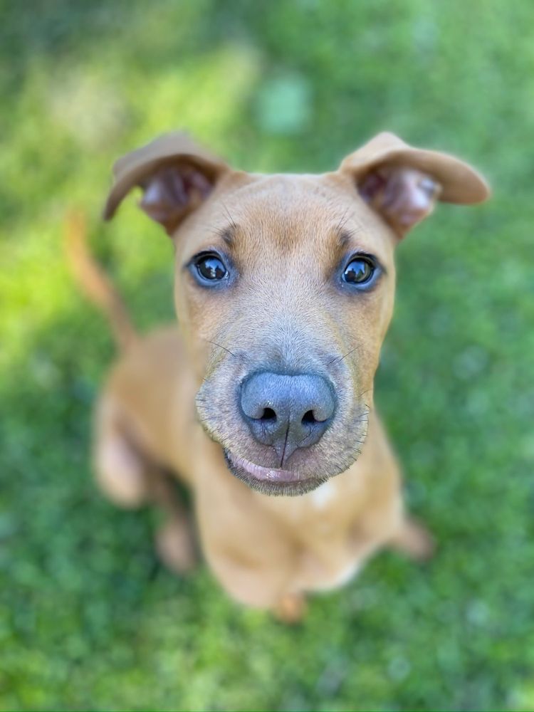 Chucktown Charley - pet boarding facility in Johns Island, SC