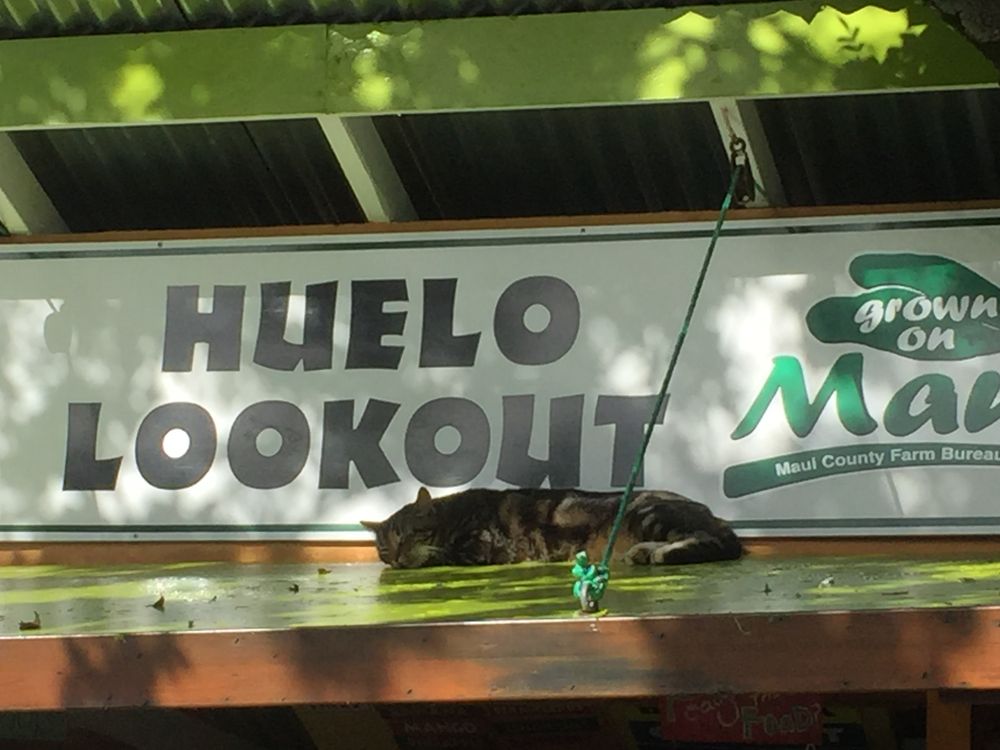 HAWAII COCONUT PROTECTORS Makawao, Hawaii Gardeners Phone Number Yelp