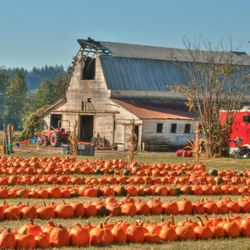 Double R Farms Pumpkin Patch
