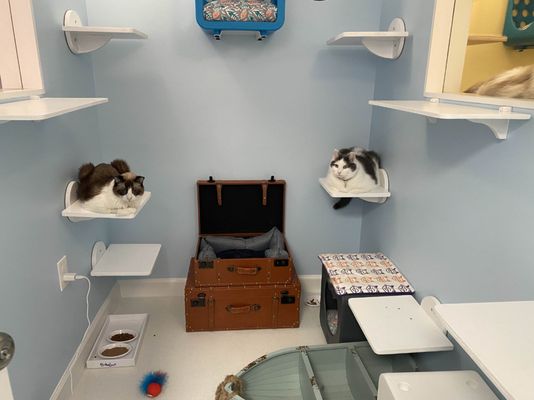 Cat Hotel And Grooming