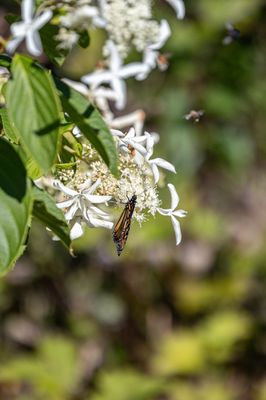 Coastal Maine Botanical Gardens by null