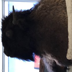 Nature's Touch - Bison head