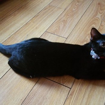 the best little cat house