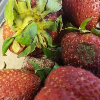 Safeway - Strawberries with Rot and Mold - Grocery Near Me - Santa Rosa, California
