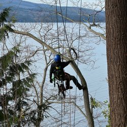 ClearTree - Tree removal in Port Townsend, WA