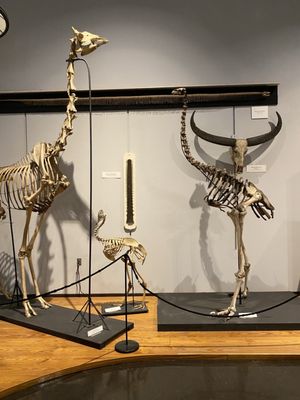 The Charleston Museum by null