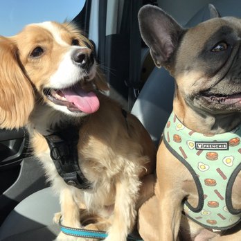 Social Canines - Dog Walkers Near Me Social Canines - Dog Walkers Near Me